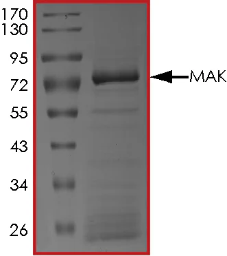 SDS-PAGE - Recombinant human MAK protein (AB190407)