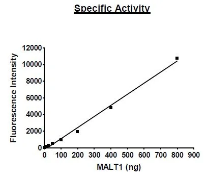 Functional Studies - Recombinant human MALT1/MLT protein (Active) (DDDDK tag N-Terminus) (AB271604)
