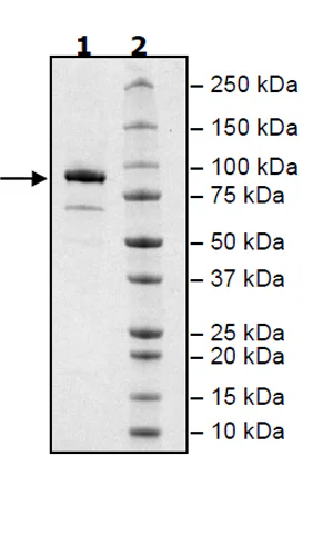 SDS-PAGE - Recombinant human MALT1/MLT protein (Active) (DDDDK tag N-Terminus) (AB271604)