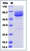 SDS-PAGE - Recombinant Human MAN1A2 protein (His tag) (AB276643)