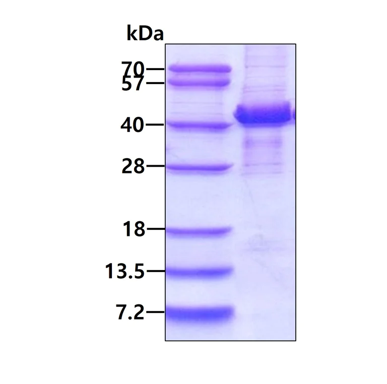 SDS-PAGE - Recombinant Human Mannose Phosphate Isomerase protein (denatured) (AB111629)
