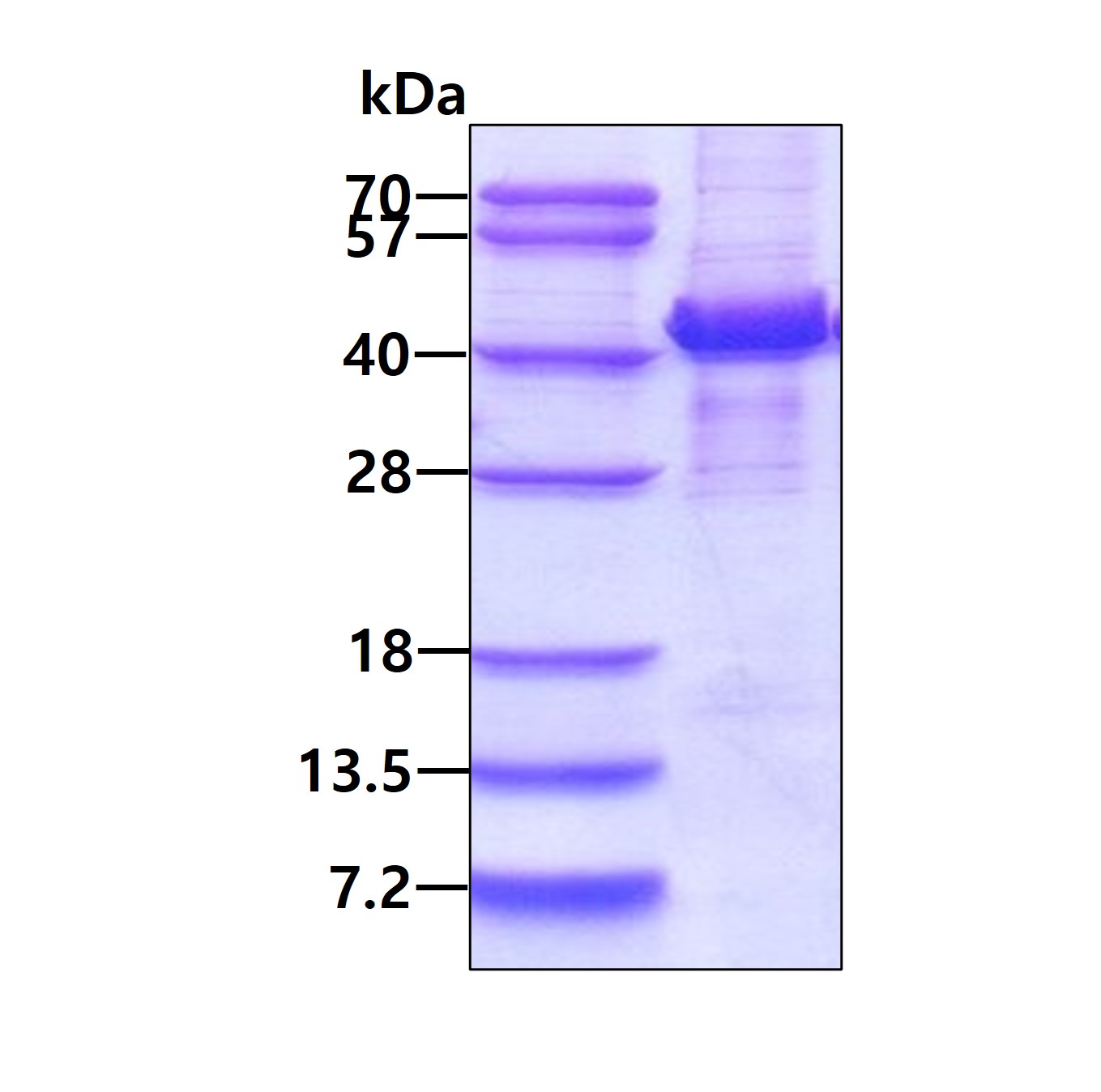 SDS-PAGE - Recombinant Human Mannose Phosphate Isomerase protein (denatured) (His tag N-Terminus) (AB111629)