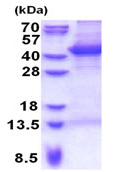SDS-PAGE - Recombinant Human MAP1 protein (denatured) (AB176051), expandable thumbnail
