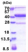 SDS-PAGE - Recombinant Human MAP1D protein - BSA and Azide free (His tag N-Terminus) (AB174389)