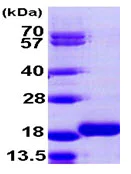SDS-PAGE - Recombinant Human MAP1LC3B2 protein (AB106858)