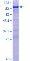 SDS-PAGE - Recombinant Human MAP2 protein (GST tag N-Terminus) (AB114686)
