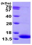SDS-PAGE - Recombinant Human MAP2K1IP1 protein (AB102022)