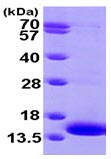 SDS-PAGE - Recombinant Human MAP2K1IP1 protein (His tag N-Terminus) (AB102022)