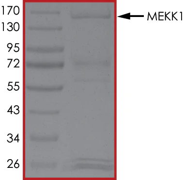 SDS-PAGE - Recombinant human MAP3K1 protein (AB104027)