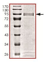 SDS-PAGE - Recombinant Human MAP3K12 protein (AB131688)