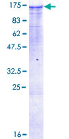 SDS-PAGE - Recombinant Human MAP3K13 protein (GST tag N-Terminus) (AB160368)