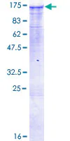 SDS-PAGE - Recombinant Human MAP3K13 protein (GST tag N-Terminus) (AB160368)