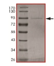 SDS-PAGE - Recombinant Human MAP3K15/ASK3 protein (AB190401)
