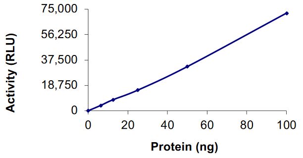 Functional Studies - Recombinant human MAP3K15/ASK3 protein (Active) (AB268353)