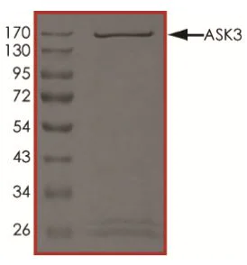 SDS-PAGE - Recombinant human MAP3K15/ASK3 protein (Active) (AB268353)