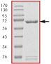 SDS-PAGE - Recombinant Human MAP3K8/COT protein (AB84728)
