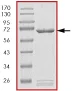 SDS-PAGE - Recombinant Human MAP3K8/COT protein (AB84728)