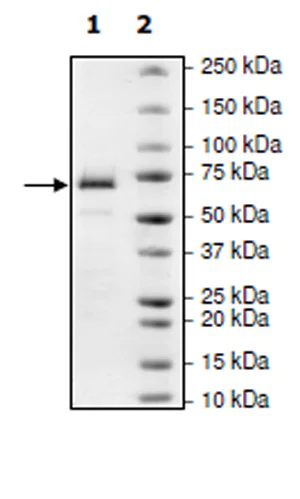 SDS-PAGE - Recombinant human MAP3K8/COT protein (Active) (GST tag N-Terminus + His tag N-Terminus) (AB271472)