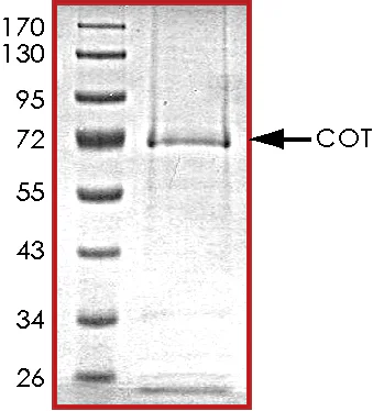 SDS-PAGE - Recombinant human MAP3K8/COT protein (GST tag N-Terminus) (AB55700)
