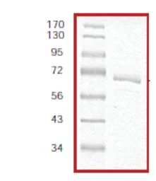 SDS-PAGE - Recombinant human MAP3K8/COT protein (GST tag N-Terminus) (AB55700)