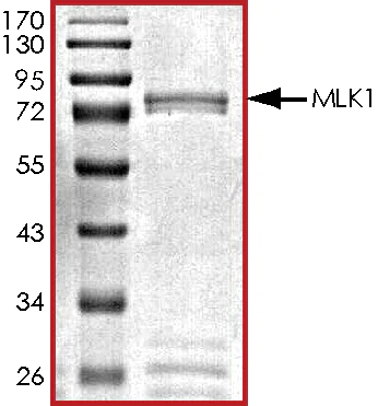 SDS-PAGE - Recombinant human MAP3K9 protein (AB125554)