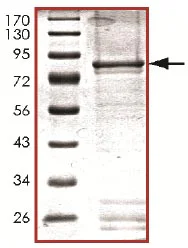SDS-PAGE - Recombinant human MAP3K9 protein (GST tag N-Terminus) (AB125554)