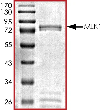SDS-PAGE - Recombinant human MAP3K9 protein (GST tag N-Terminus) (AB125554)