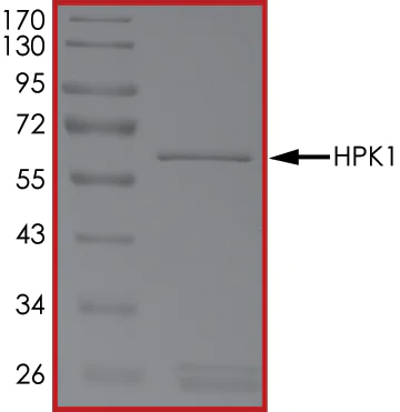 SDS-PAGE - Recombinant human MAP4K1/HPK1 protein (AB107953)