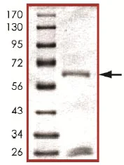 SDS-PAGE - Recombinant human MAP4K1/HPK1 protein (AB107953)