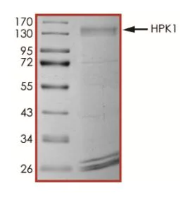 SDS-PAGE - Recombinant human MAP4K1/HPK1 protein (Active) (AB268641)