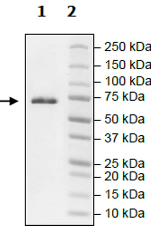 SDS-PAGE - Recombinant human MAP4K1/HPK1 protein (Active) (AB271538)
