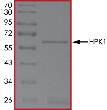 SDS-PAGE - Recombinant human MAP4K1/HPK1 protein (GST tag N-Terminus) (AB107953)