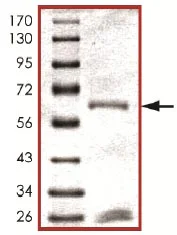 SDS-PAGE - Recombinant human MAP4K1/HPK1 protein (GST tag N-Terminus) (AB107953)