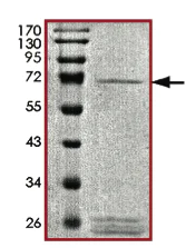 SDS-PAGE - Recombinant human MAP4K3/GLK protein (Tagged) (AB177265)