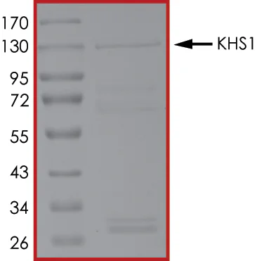 SDS-PAGE - Recombinant human MAP4K5 protein (GST tag N-Terminus) (AB56636)