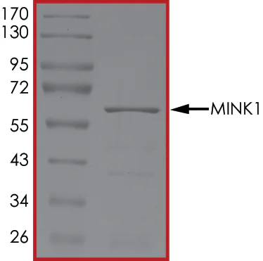 SDS-PAGE - Recombinant human MAP4K6 protein (AB55712)