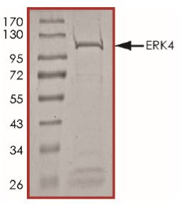 SDS-PAGE - Recombinant Human MAPK4 protein (Tagged) (AB268536)