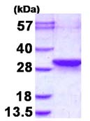 SDS-PAGE - Recombinant Human MAR6 protein (AB130023), expandable thumbnail