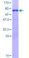 SDS-PAGE - Recombinant Human MARCKS like protein (GST tag N-Terminus) (AB163921)