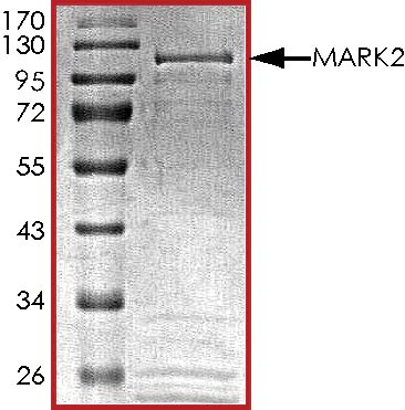SDS-PAGE - Recombinant human MARK2 protein (AB119135)