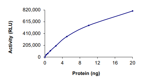 Functional Studies - Recombinant human Mark3 protein (AB60012)