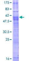 Recombinant Human MAS1 protein