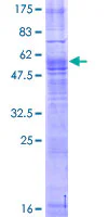 SDS-PAGE - Recombinant Human MAS1 protein (GST tag N-Terminus) (AB158861)