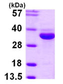 SDS-PAGE - Recombinant Human MASA protein (AB105128), expandable thumbnail