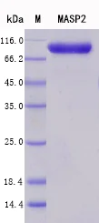 SDS-PAGE - Recombinant Human MASP2 Protein Standard (His tag) (AB316432)