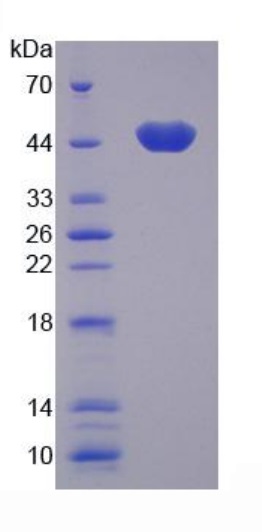 SDS-PAGE - Recombinant Human MASPIN protein (His tag) (AB275794), expandable thumbnail