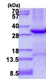 SDS-PAGE - Recombinant Human Mast Cell Tryptase protein (denatured) (His tag N-Terminus) (AB134529)