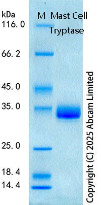 SDS-PAGE - Recombinant Human Mast Cell Tryptase Protein Standard (AB323055)