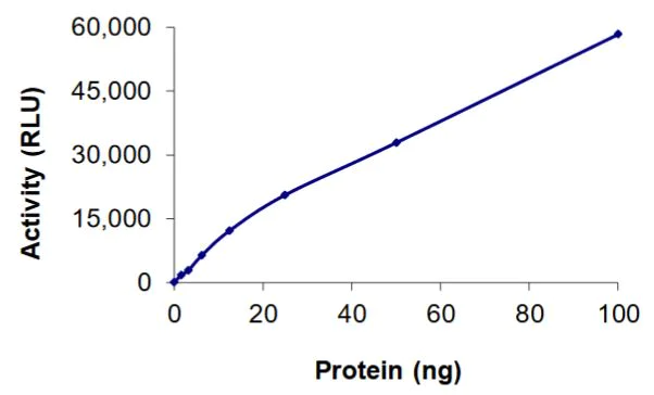 Functional Studies - Recombinant human MAST3 protein (Active) (AB268746)