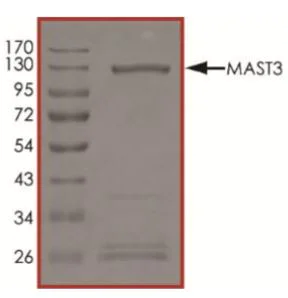 SDS-PAGE - Recombinant human MAST3 protein (Active) (AB268746)